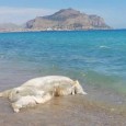 La carcassa di un vitello è stata trovata ieri mattina sulla spiaggia di Romagnolo. Il corpo dell’animale galleggiava a pochi metri dalla riva. Presumibilmente è stato trascinato fino alla battigia dalla marea. I bagnanti che con...