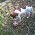 Urgente,smarrito cagnolino bianco e marroncino e maculato sul muso, con addosso collare, amorevolissimo chiunque lo abbia visto nelle zone di Ficarazzi vi prego chiamatemi contattatemi Grazie a Tutti cell. 380 2636277 La Redazione...