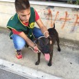 Procedendo al controllo del cane risultava sprovvisto di microchip e il suo corpo aveva  dei  segnali evidenti di cicatrici  che confermavano venisse  usato per i combattimenti clandestini .