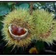 In foto castagne raccolte da Gigino Bellanca 