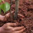 Bagheria, 12.06.2013 – Anche a Bagheria la Legge 113/1992, modificata  dalla Legge 10/2013, che dispone “obbligo per il comune di residenza di porre a dimora un albero per ogni bambino nato e adottato”...