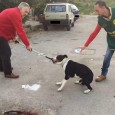  Sono stati recuperati nello stesso intervento altri due cani di taglia grande di razza meticci 