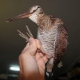 Un esemplare di beccaccia (Scolopax rusticola) è stato rinvenuto l’altra sera,nei pressi della Stazione Notarbartolo in mezzo alla strada.  Soccorso da un passante, è stato prontamente consegnato ai volontari della Sezione Lipu di...