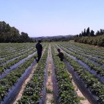 campo di fragole in tunisia